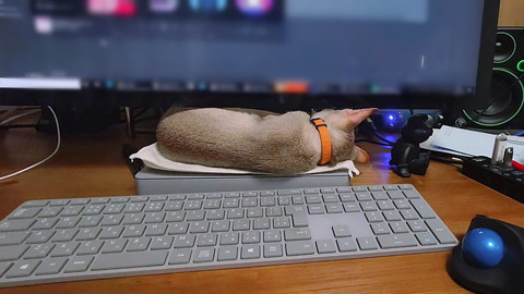 ふて寝しちゃうルルちゃん