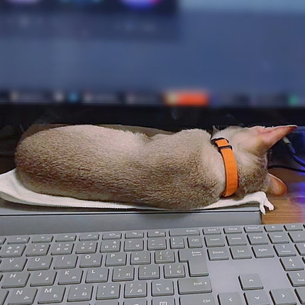 ふて寝しちゃうルルちゃん