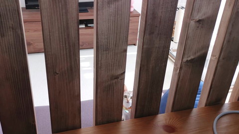 柵を抜けるルルちゃん