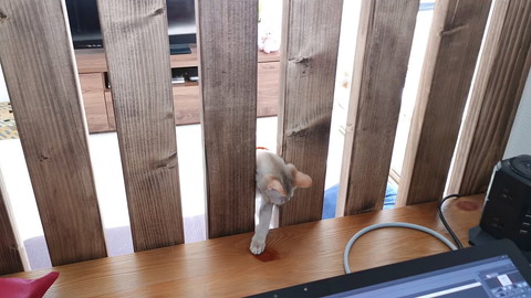 柵を抜けるルルちゃん