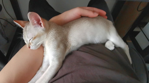 膝の上で寝ちゃうルルちゃん
