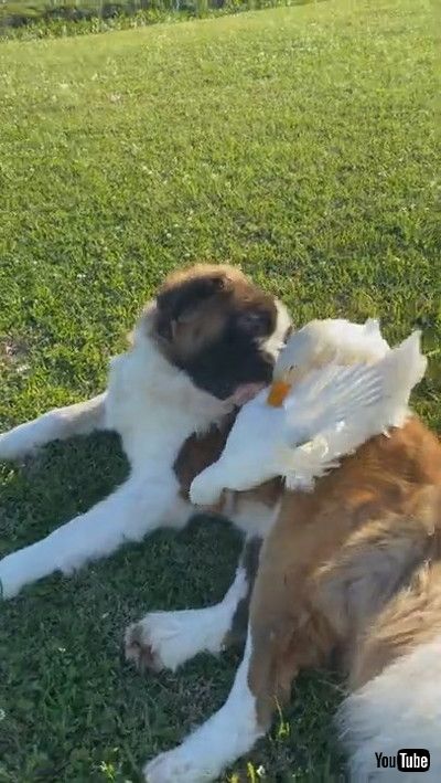 「Large Doggy Lounges Around With His Duck Friends || ViralHog」