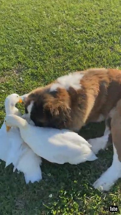「Large Doggy Lounges Around With His Duck Friends || ViralHog」