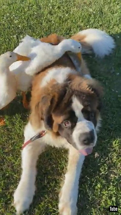 「Large Doggy Lounges Around With His Duck Friends || ViralHog」