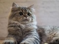 【ベストショット】面白いポーズの猫ちゃんたち 2021年4月号