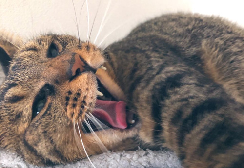 あくびをするにゃんちゃん