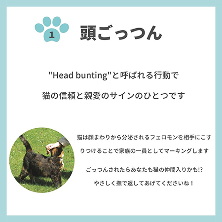 猫の親愛のサイン8つ-.2