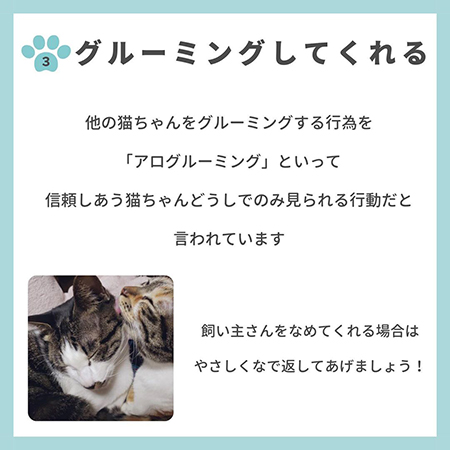 猫の親愛のサイン8つ-.4