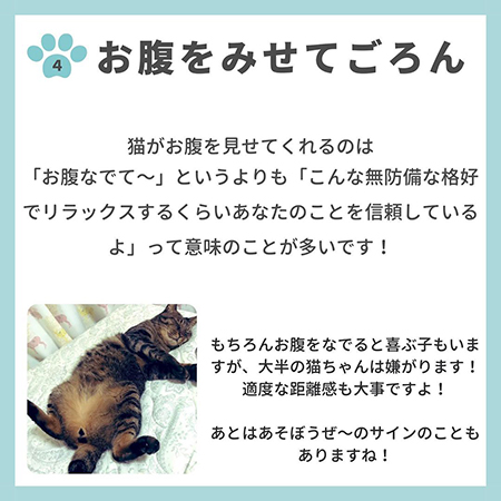 猫の親愛のサイン8つ-.5
