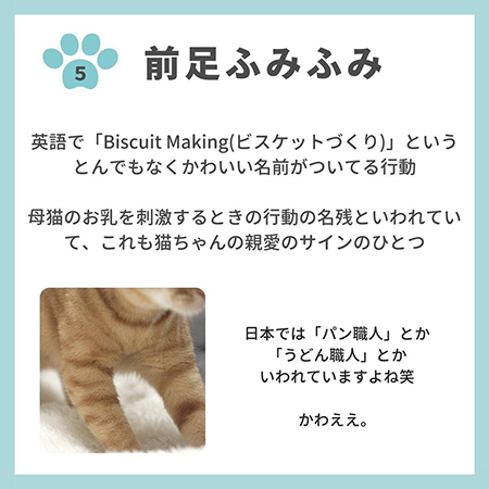 猫の親愛のサイン8つ-.6