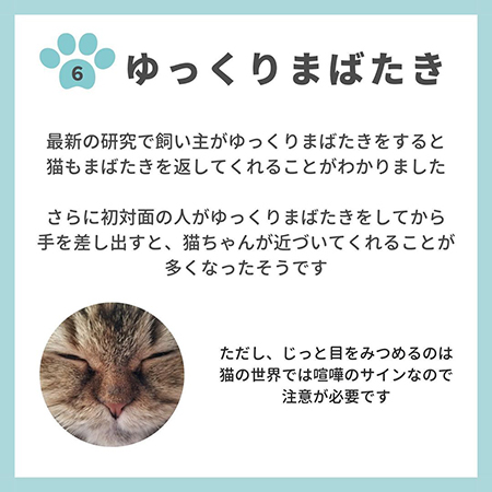 猫の親愛のサイン8つ-.7