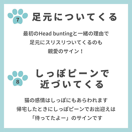 猫の親愛のサイン8つ-.8