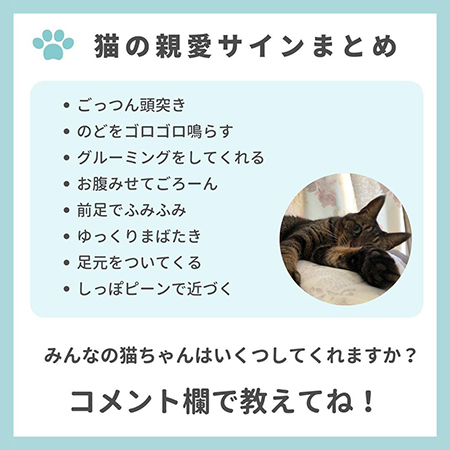 猫の親愛のサイン8つ-.9