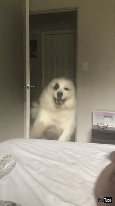 「My 105-Pound Alarm Clock || ViralHog」