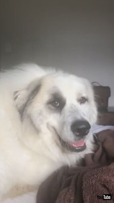 「My 105-Pound Alarm Clock || ViralHog」