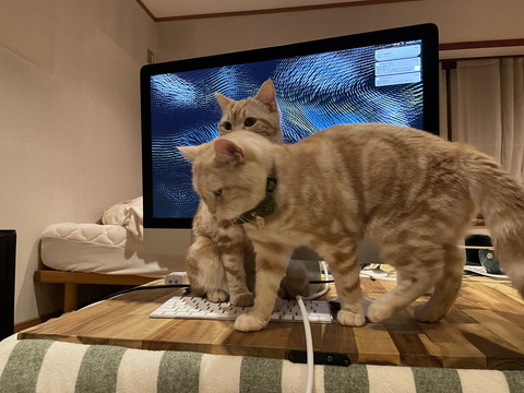 残業禁止令を出すもらぺこちゃん