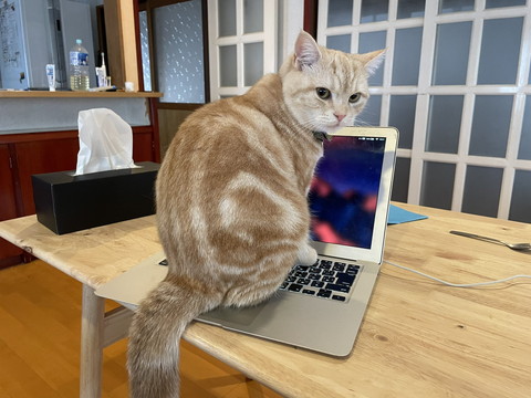 残業禁止令を出すもらぺこちゃん