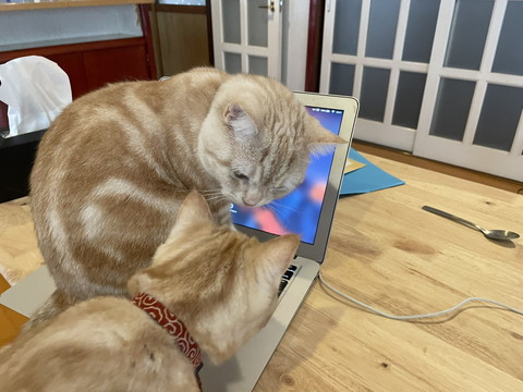 残業禁止令を出すもらぺこちゃん