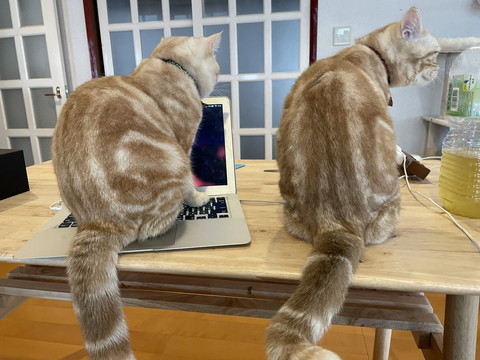 残業禁止令を出すもらぺこちゃん