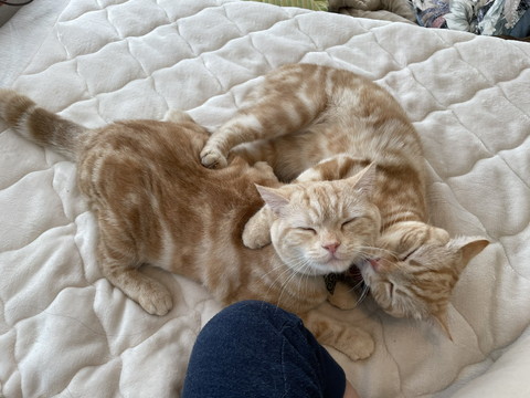 もらぺこちゃんいろいろ