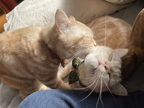 もらぺこちゃんいろいろ