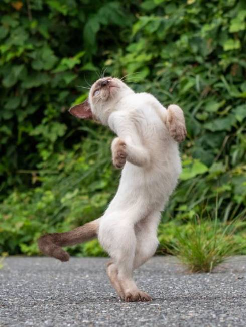猫 オトモアイルー のら猫拳 久方広之