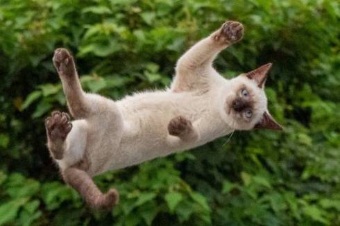 猫 オトモアイルー のら猫拳 久方広之