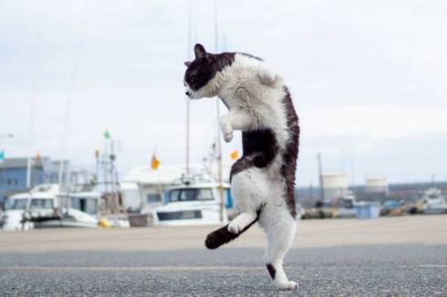 猫 オトモアイルー のら猫拳 久方広之