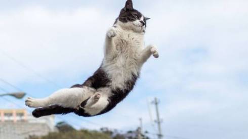 猫 オトモアイルー のら猫拳 久方広之