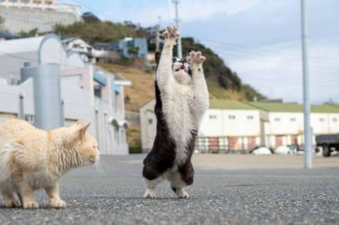猫 オトモアイルー のら猫拳 久方広之