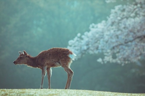 桜と鹿
