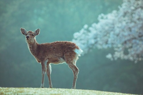 桜と鹿