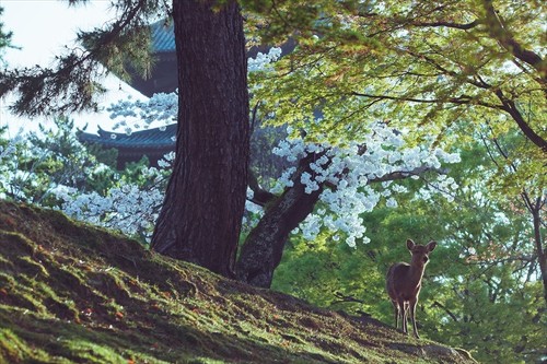桜と鹿