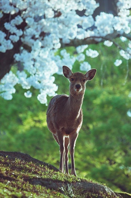 桜と鹿