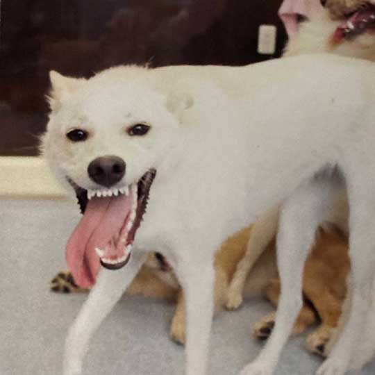 嬉しすぎて 妖怪みたいになった 犬 元保護犬 おもち