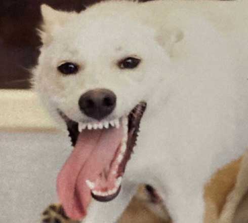 嬉しすぎて 妖怪みたいになった 犬 元保護犬 おもち