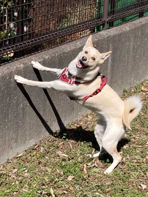 嬉しすぎて 妖怪みたいになった 犬 元保護犬 おもち