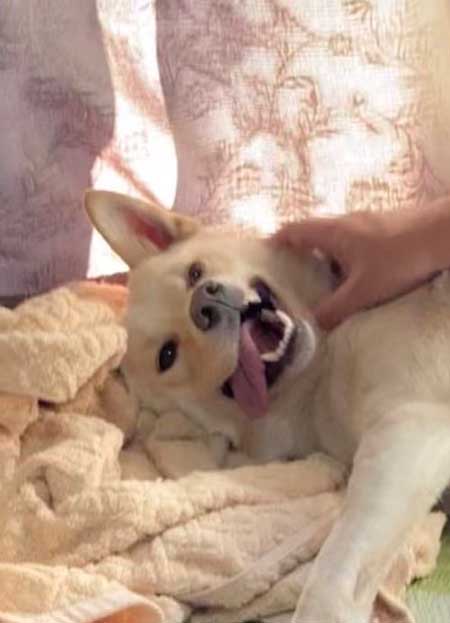 嬉しすぎて 妖怪みたいになった 犬 元保護犬 おもち
