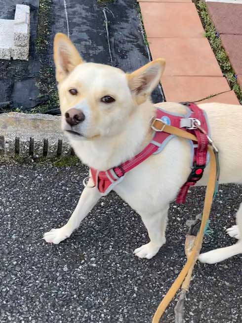 嬉しすぎて 妖怪みたいになった 犬 元保護犬 おもち