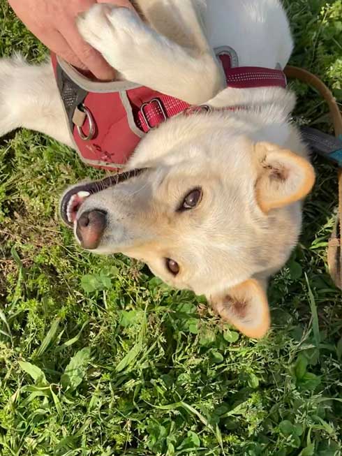 嬉しすぎて 妖怪みたいになった 犬 元保護犬 おもち