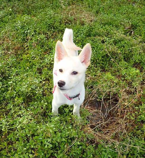 嬉しすぎて 妖怪みたいになった 犬 元保護犬 おもち