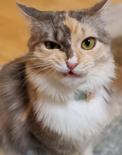 悪い顔をしているネコちゃんたち