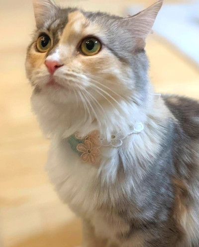 悪い顔をしているネコちゃんたち