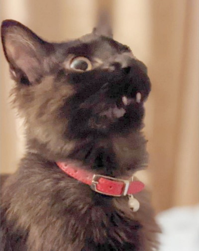 悪い顔をしているネコちゃんたち