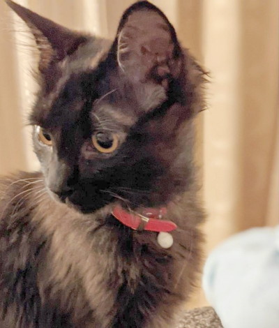 悪い顔をしているネコちゃんたち