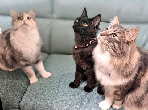 ネコちゃんたちいろいろ