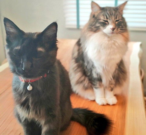 ネコちゃんたちいろいろ