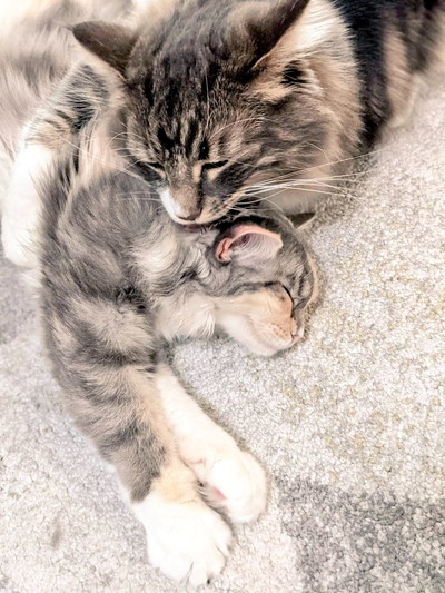 ネコちゃんたちいろいろ