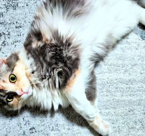 ネコちゃんたちいろいろ