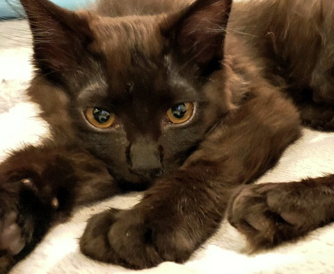 ネコちゃんたちいろいろ